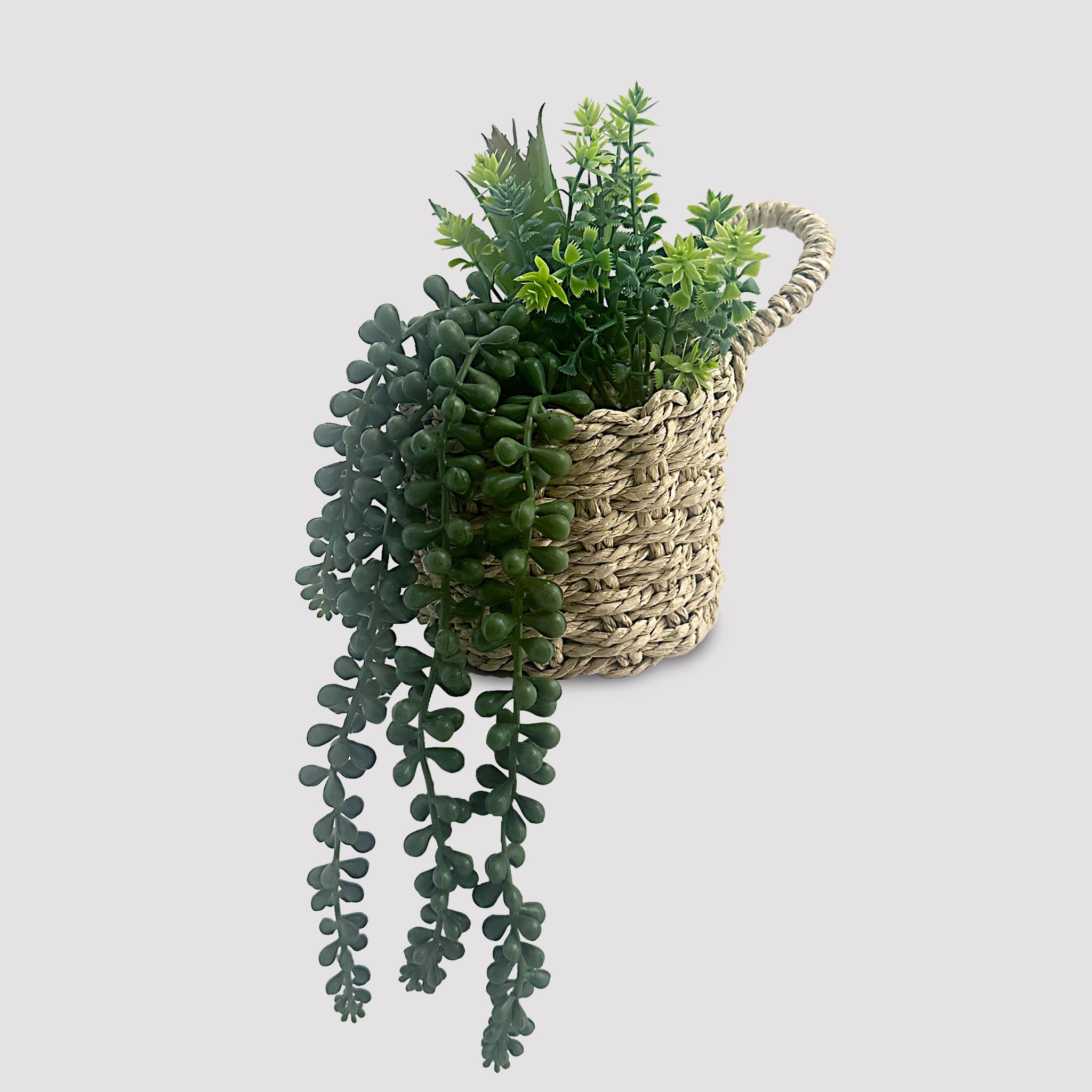 PLANTA C/POTE