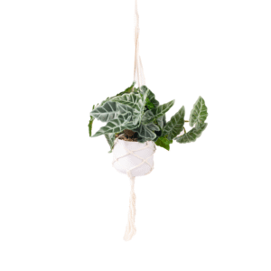 PLANTA ARTIFICIAL BLANCO/CREMA LISO